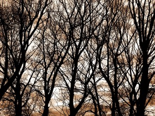 Autumn naked trees crossed branches silhouette foliage