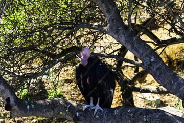 California Condor