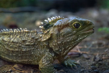 Tuatara, native New Zealand reptile