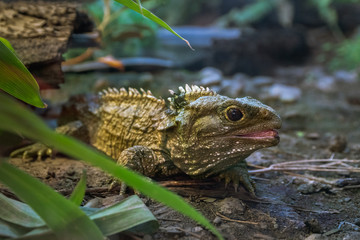 Tuatara, native New Zealand reptile