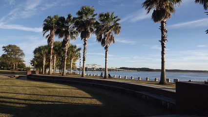 River front with palm trees