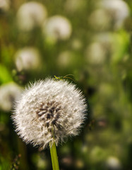 Little green grasshopper and fluffy dandelion