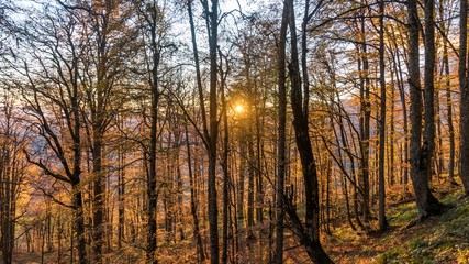 Beautiful autumn forest. Krasnaya Polyana, Russia.