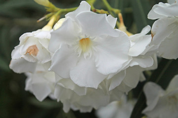 white oleander