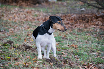 jack russell playing 2