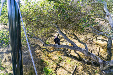California Condor