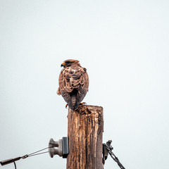 Hawk resting on a telephone pole