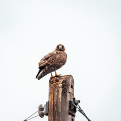 bird of prey