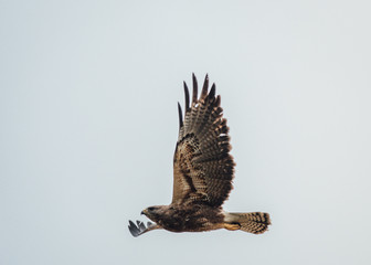 hawk isolated on white background