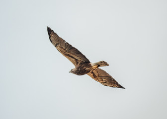 hawk isolated on white background
