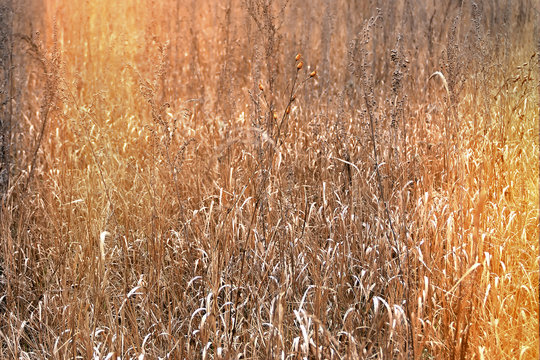 Toned. Yellow dry field after autumn. grass on the field withered. hay texture Wheat grass