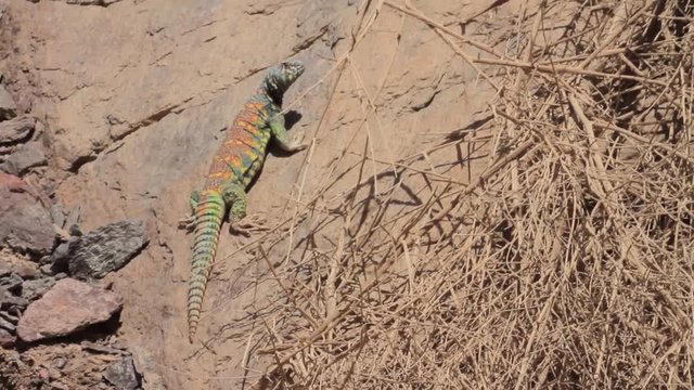 Ornate mastigure lizard in the rocky desert