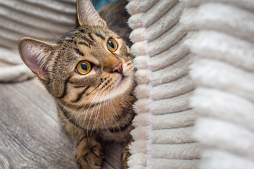 Portrait of a gray cat with yellow eyes close-up. Bengal cat breed