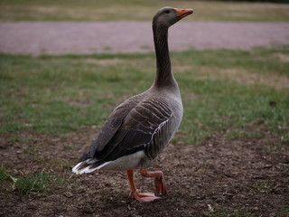 a wild grey goose