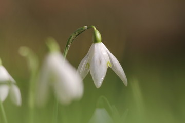 a beautiful white snowdrop macro with wet leaves and a dark background