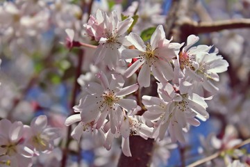 Prunus subhirtella "Autumnalis rosea"