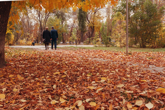 Walks of people in the autumn park