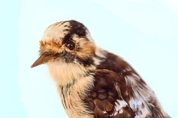 A stuffed woodpecker close up.
