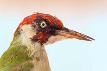 A stuffed woodpecker close up.