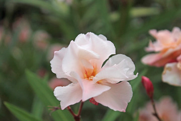 oleander