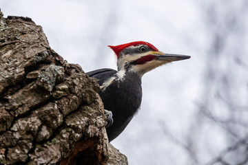 Pileated Woodpecker 2