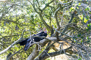 California Condor