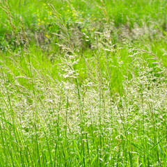 Obraz premium Perfect green background by the fresh grass