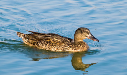 duck in water