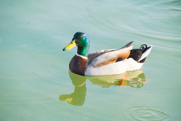 duck in water