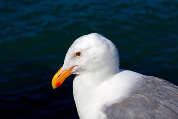 Möwe am Hyde Pier, San Franzisko