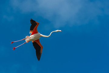 Naklejka premium Greater Flamingo, pink bird flying in blue sky 