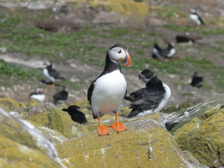 Farne Islands