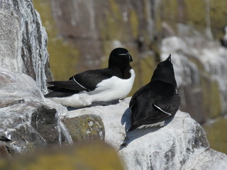 Farne Islands