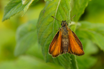 A beautiful butterfly on a green background. Essex skipper / Thymelicus lineola
