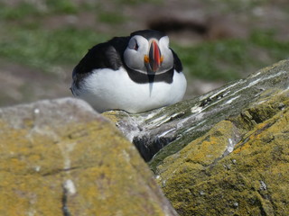 Farne Islands