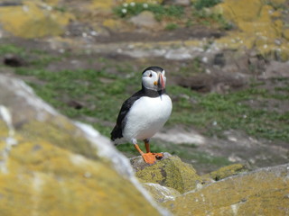 Farne Islands