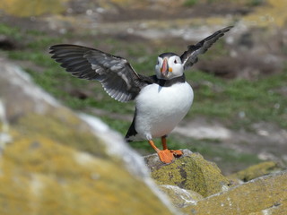 Farne Islands