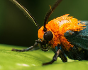 Moth closeup