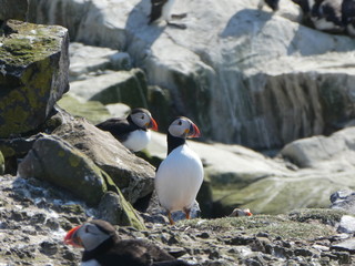 Farne Islands