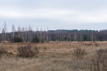  White birch in the background on a cloudy autumn day