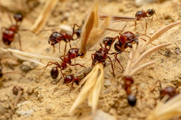 Strong jaws of red ant close-up