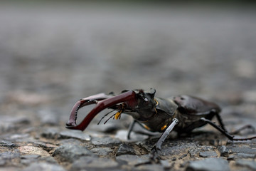 stag beetle (lucanus cervus) on the asphalt road