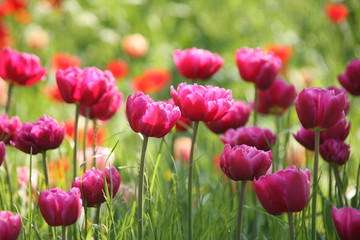 pinkes Tulpen