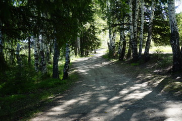 Summer forest road through a birch forest.
