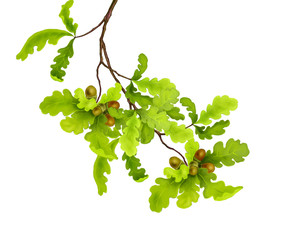 Branch of oak tree with green leaves and acorns on a white background. Digital illustration