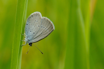 Fantastic butterfly on a leaf on a green background. Cupido discolored / Cupido decolorata