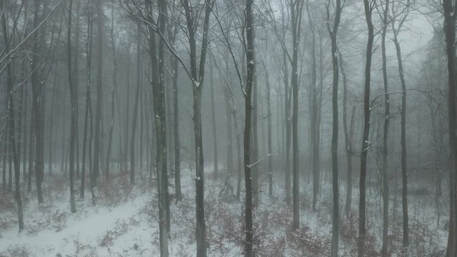 fog haze gray gloomy forest trees road path nature winter snow