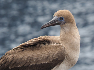 Blue-footed booby or Sula nebouxii in the Galapagos Islands, Ecuador