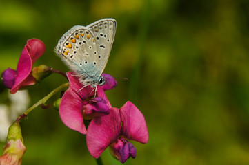 A beautiful butterfly on a flower on a green background. Common blue / Polyommatus icarus