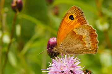 A beautiful butterfly on a flower. Meadow brown / Maniola jurtina